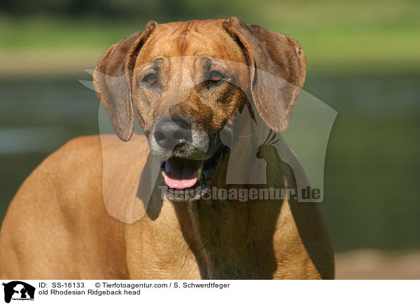 alter Rhodesian Ridgeback im Portrait / old Rhodesian Ridgeback head / SS-16133