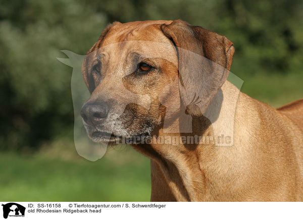 alter Rhodesian Ridgeback im Portrait / old Rhodesian Ridgeback head / SS-16158