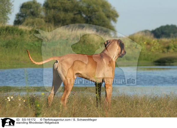 stehender Rhodesian Ridgeback / standing Rhodesian Ridgeback / SS-16172