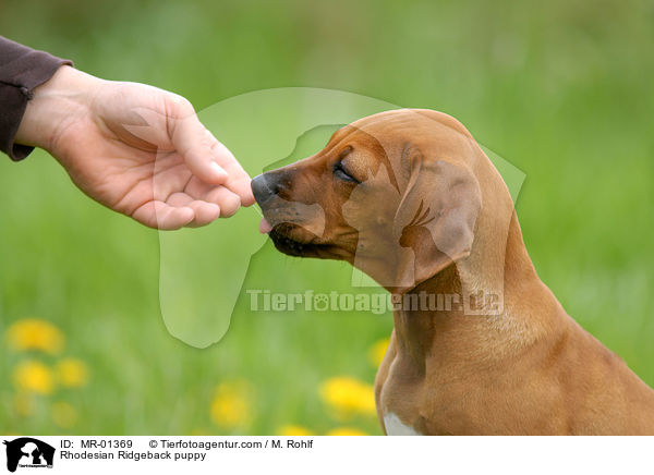 Rhodesian Ridgeback Welpe / Rhodesian Ridgeback puppy / MR-01369