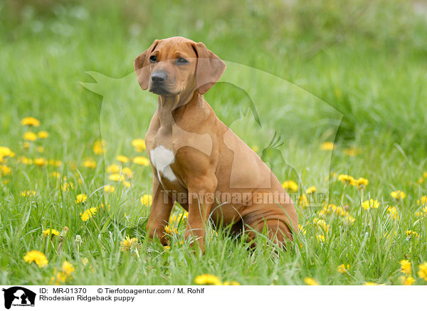 Rhodesian Ridgeback Welpe / Rhodesian Ridgeback puppy / MR-01370