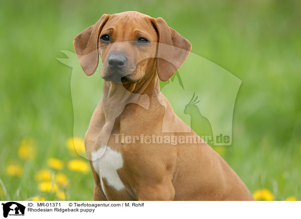 Rhodesian Ridgeback Welpe / Rhodesian Ridgeback puppy / MR-01371