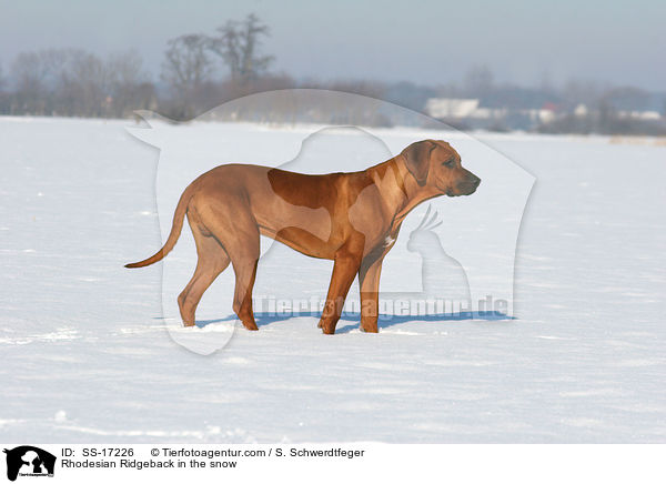 Rhodesian Ridgeback im Schnee / Rhodesian Ridgeback in the snow / SS-17226