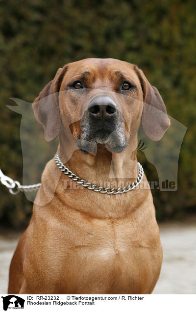 Rhodesian Ridgeback Portrait / Rhodesian Ridgeback Portrait / RR-23232