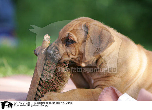 Rhodesian Ridgeback Welpe / Rhodesian Ridgeback Puppy / KL-01335