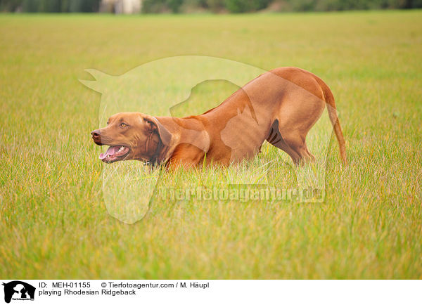 spielender Rhodesian Ridgeback / playing Rhodesian Ridgeback / MEH-01155