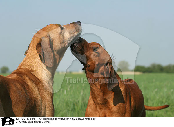 2 Rhodesian Ridgebacks / 2 Rhodesian Ridgebacks / SS-17656