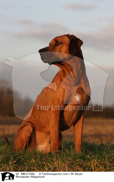 Rhodesian Ridgeback / Rhodesian Ridgeback / MB-01086