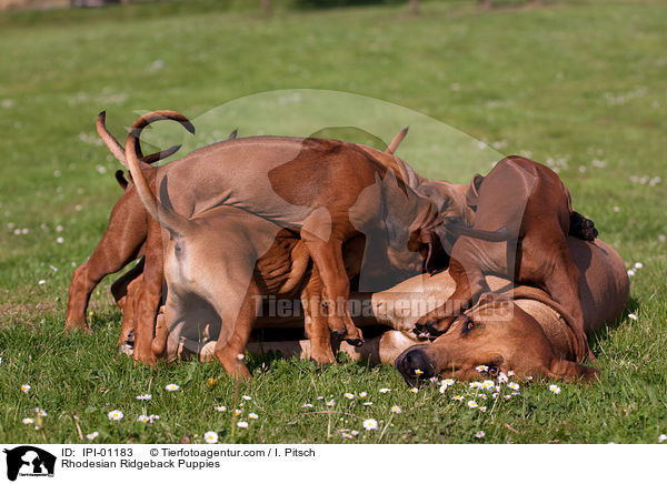 Rhodesian Ridgeback Welpen / Rhodesian Ridgeback Puppies / IPI-01183