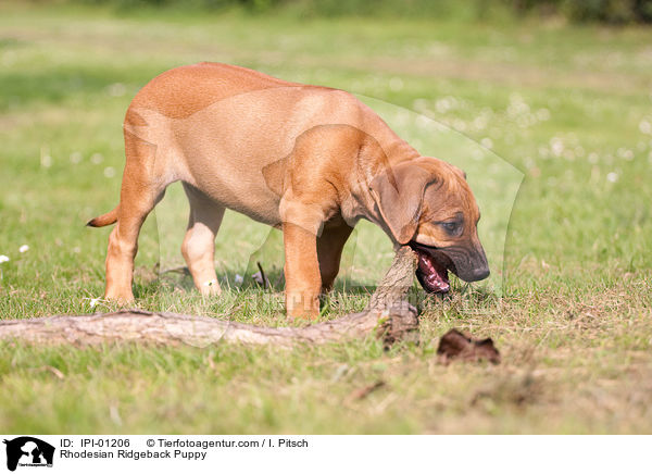 Rhodesian Ridgeback Welpe / Rhodesian Ridgeback Puppy / IPI-01206