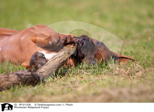 Rhodesian Ridgeback Welpe / Rhodesian Ridgeback Puppy / IPI-01208