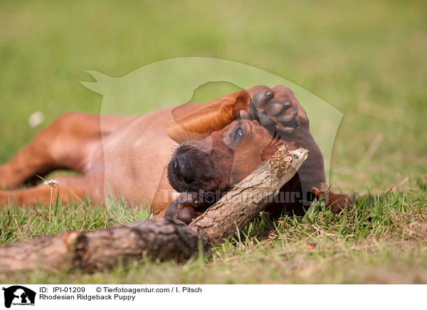 Rhodesian Ridgeback Welpe / Rhodesian Ridgeback Puppy / IPI-01209