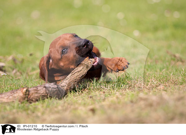 Rhodesian Ridgeback Welpe / Rhodesian Ridgeback Puppy / IPI-01210