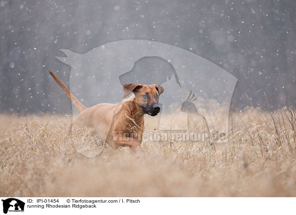 rennender Rhodesian Ridgeback / running Rhodesian Ridgeback / IPI-01454