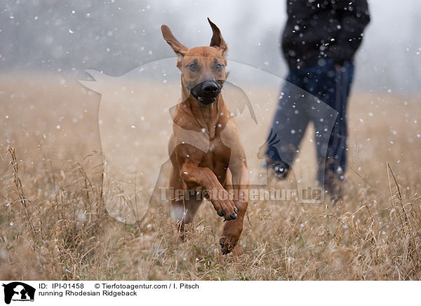 rennender Rhodesian Ridgeback / running Rhodesian Ridgeback / IPI-01458