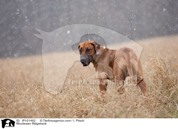 Rhodesian Ridgeback / Rhodesian Ridgeback / IPI-01462