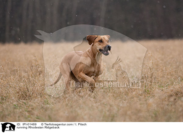 rennender Rhodesian Ridgeback / running Rhodesian Ridgeback / IPI-01469