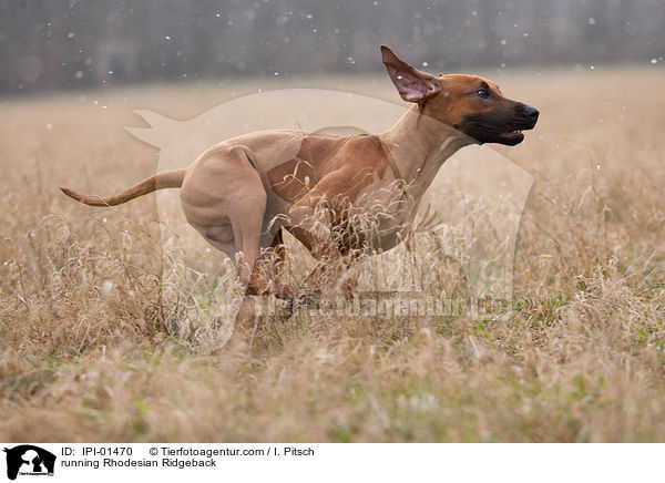 rennender Rhodesian Ridgeback / running Rhodesian Ridgeback / IPI-01470