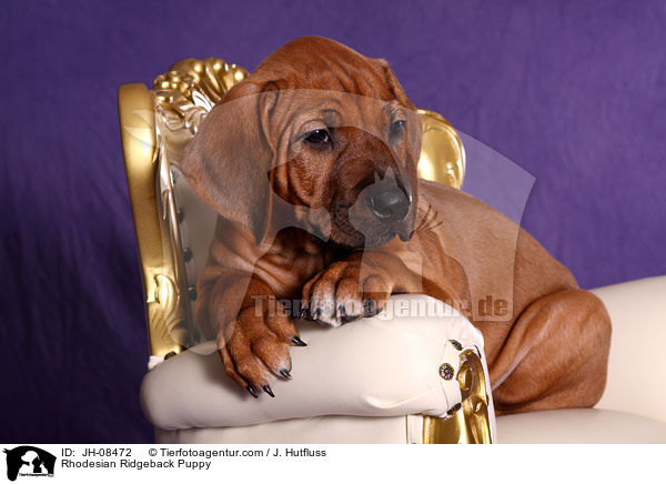 Rhodesian Ridgeback Welpe / Rhodesian Ridgeback Puppy / JH-08472