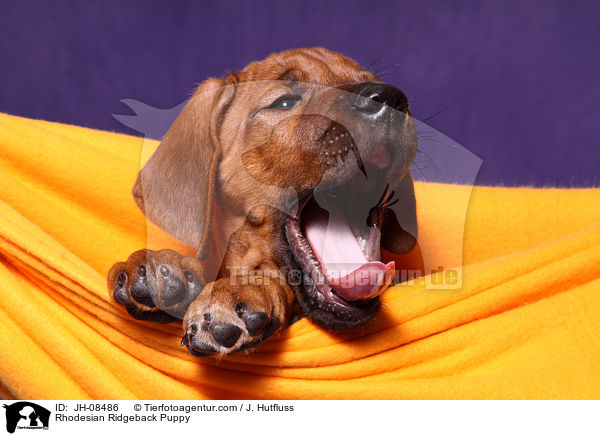 Rhodesian Ridgeback Welpe / Rhodesian Ridgeback Puppy / JH-08486