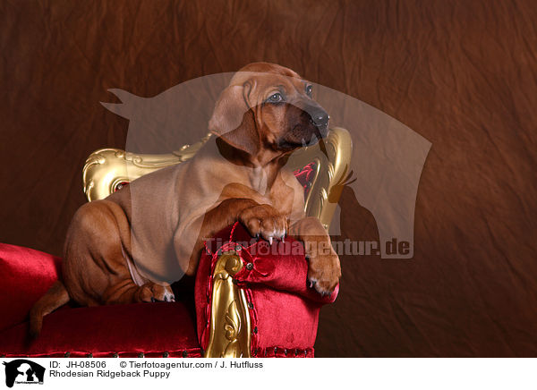 Rhodesian Ridgeback Welpe / Rhodesian Ridgeback Puppy / JH-08506