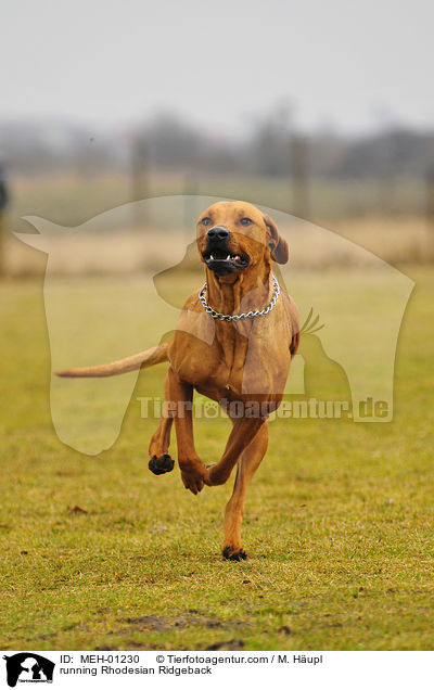 rennender Rhodesian Ridgeback / running Rhodesian Ridgeback / MEH-01230