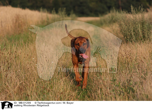 laufender Rhodesian Ridgeback / walking Rhodesian Ridgeback / MB-01299