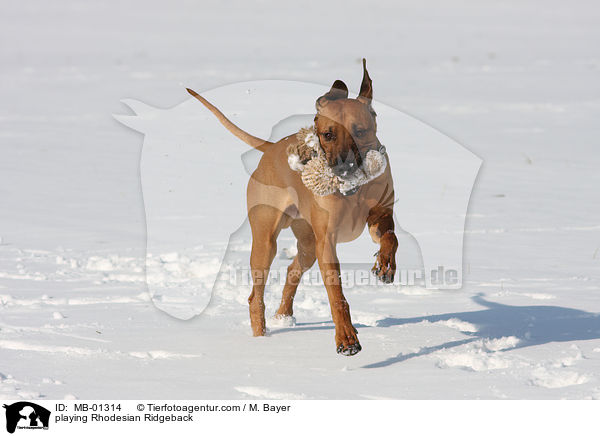 spielender Rhodesian Ridgeback / playing Rhodesian Ridgeback / MB-01314