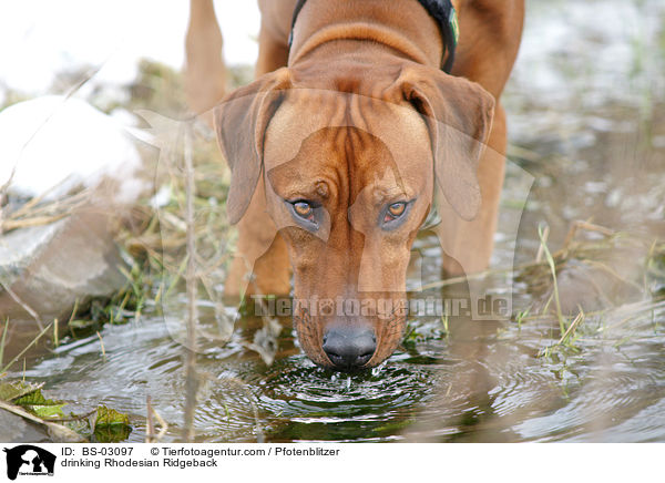 trinkender Rhodesian Ridgeback / drinking Rhodesian Ridgeback / BS-03097