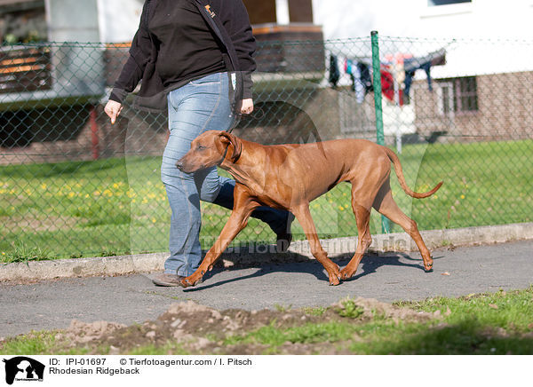 Rhodesian Ridgeback beim Gassigehen / Rhodesian Ridgeback / IPI-01697