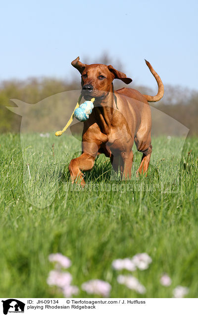 spielender Rhodesian Ridgeback / playing Rhodesian Ridgeback / JH-09134