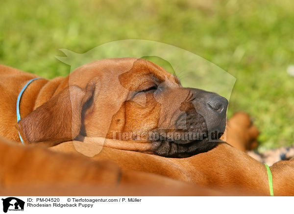 Rhodesian Ridgeback Welpe / Rhodesian Ridgeback Puppy / PM-04520