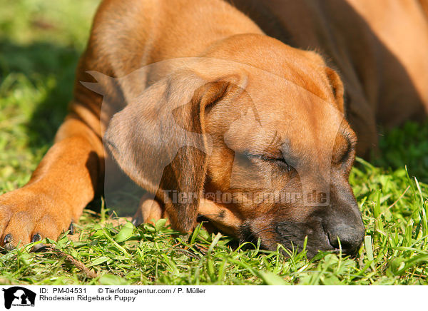 Rhodesian Ridgeback Welpe / Rhodesian Ridgeback Puppy / PM-04531