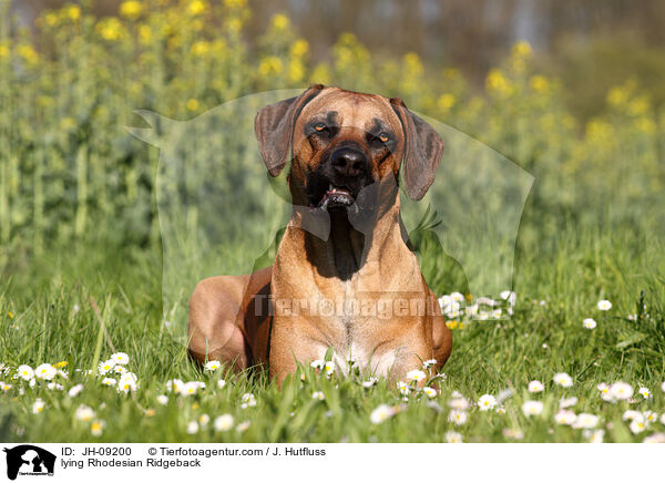 liegender Rhodesian Ridgeback / lying Rhodesian Ridgeback / JH-09200