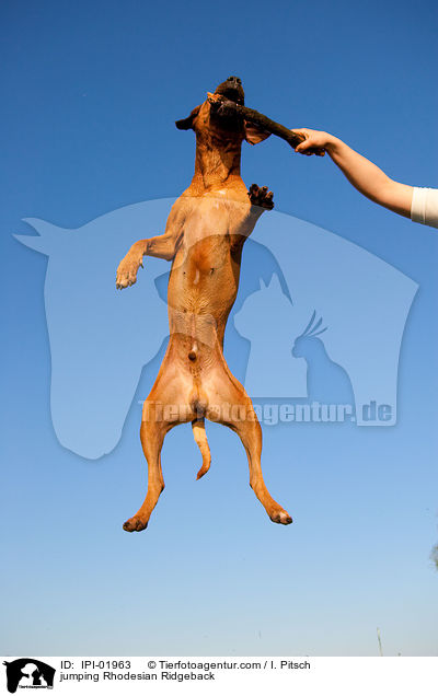 springender Rhodesian Ridgeback / jumping Rhodesian Ridgeback / IPI-01963