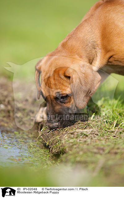 Rhodesian Ridgeback Welpe / Rhodesian Ridgeback Puppy / IPI-02048