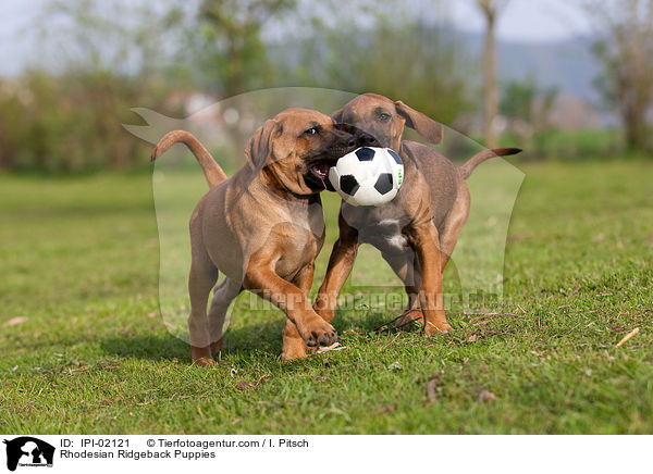 Rhodesian Ridgeback Welpen / Rhodesian Ridgeback Puppies / IPI-02121