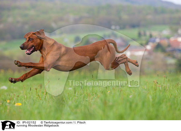 rennender Rhodesian Ridgeback / running Rhodesian Ridgeback / IPI-02152