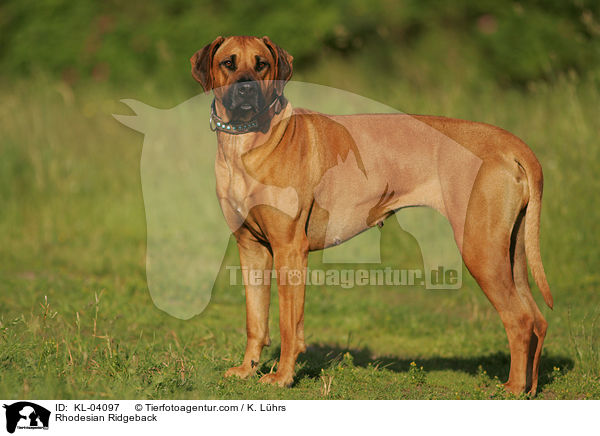 Rhodesian Ridgeback / Rhodesian Ridgeback / KL-04097