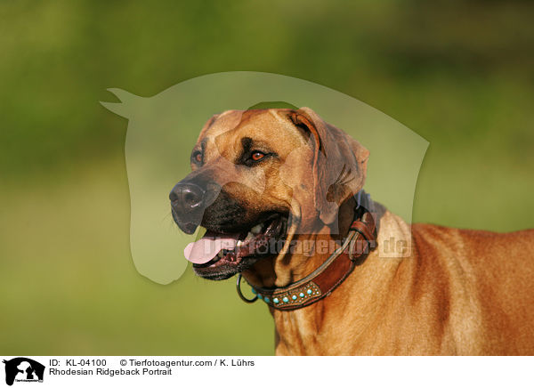 Rhodesian Ridgeback Portrait / Rhodesian Ridgeback Portrait / KL-04100