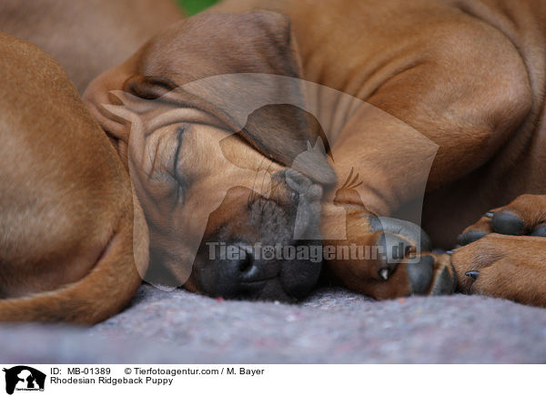 Rhodesian Ridgeback Welpe / Rhodesian Ridgeback Puppy / MB-01389