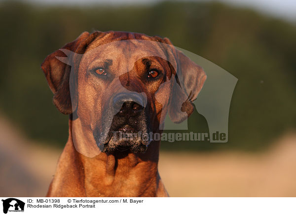 Rhodesian Ridgeback Portrait / Rhodesian Ridgeback Portrait / MB-01398