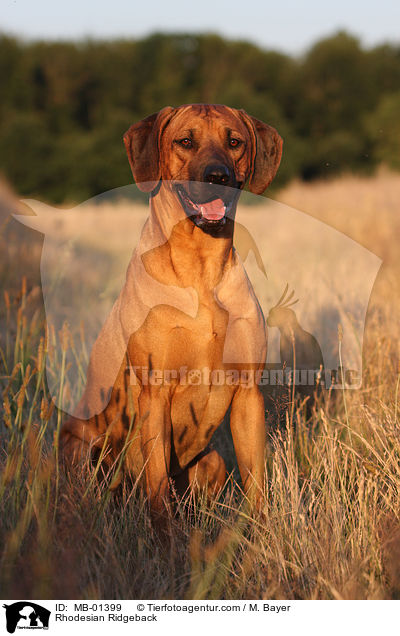 Rhodesian Ridgeback / MB-01399