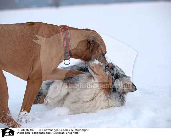 Rhodesian Ridgeback und Australian Shepherd / Rhodesian Ridgeback and Australian Shepherd / AM-02467