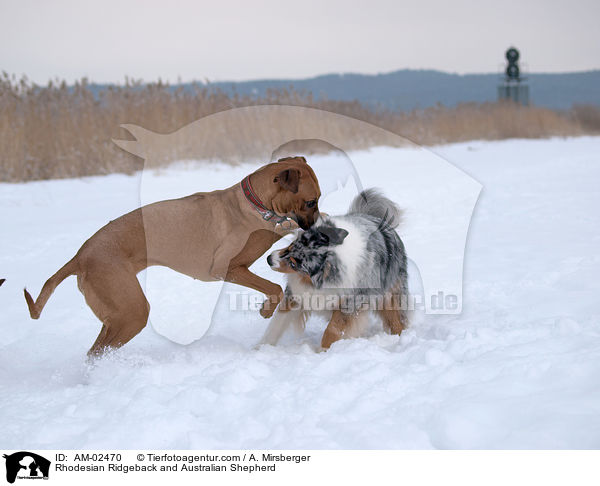 Rhodesian Ridgeback und Australian Shepherd / Rhodesian Ridgeback and Australian Shepherd / AM-02470