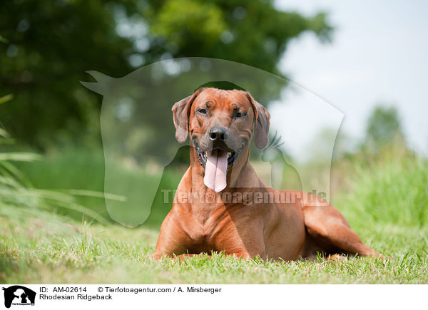 Rhodesian Ridgeback / Rhodesian Ridgeback / AM-02614