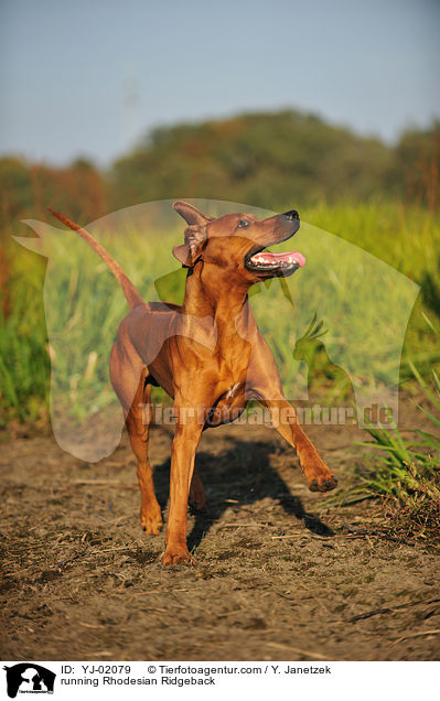 rennender Rhodesian Ridgeback / running Rhodesian Ridgeback / YJ-02079