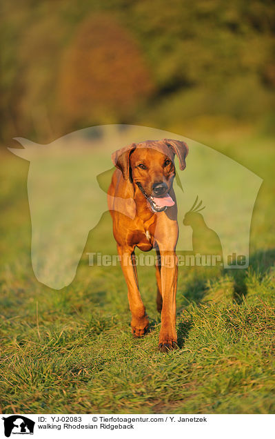 laufender Rhodesian Ridgeback / walking Rhodesian Ridgeback / YJ-02083