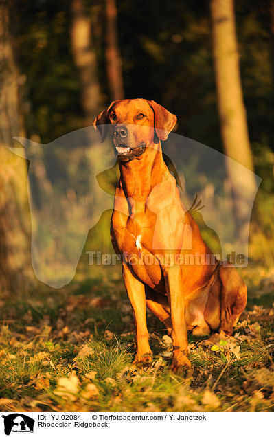 Rhodesian Ridgeback / Rhodesian Ridgeback / YJ-02084