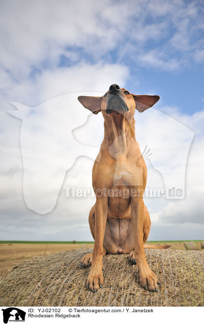 Rhodesian Ridgeback / Rhodesian Ridgeback / YJ-02102